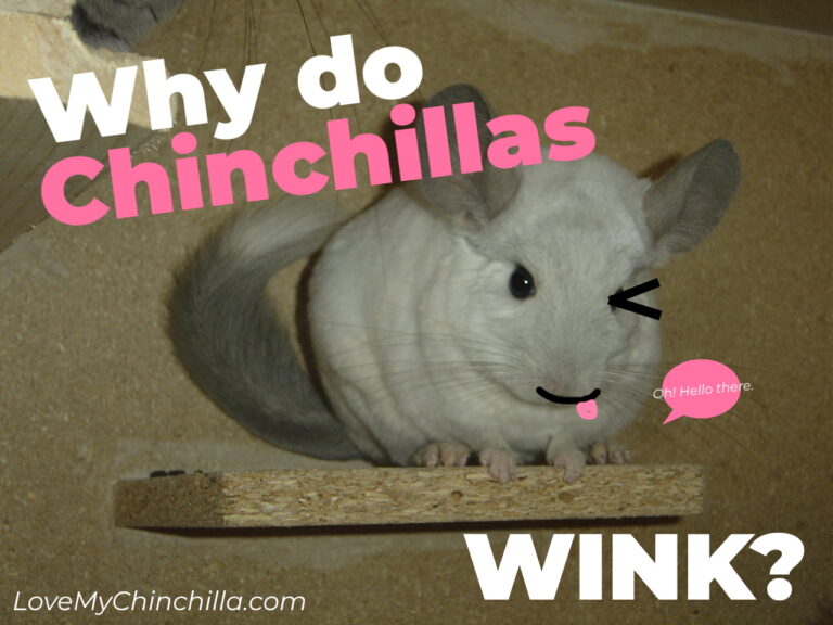 why do chinchillas wink?